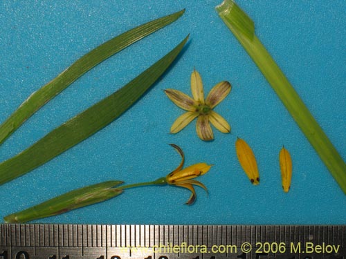 Iridaceae sp. #1900的照片