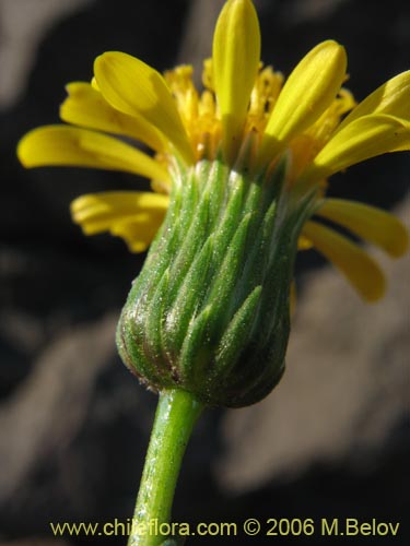 Imágen de Haplopappus sp. #1670 (). Haga un clic para aumentar parte de imágen.