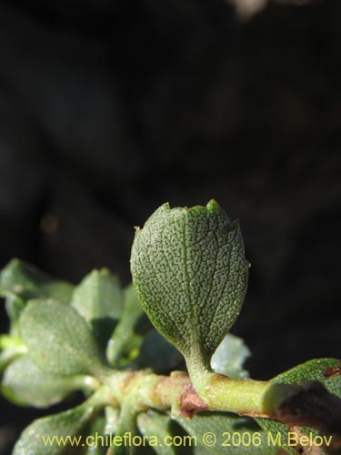 Imágen de Haplopappus sp. #1670 (). Haga un clic para aumentar parte de imágen.