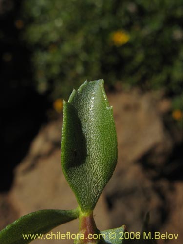 Imágen de Haplopappus sp. #1669 (). Haga un clic para aumentar parte de imágen.