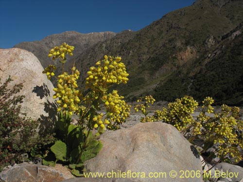 Imágen de Calceolaria paralia (Capachito de las vegas / topa-topa). Haga un clic para aumentar parte de imágen.