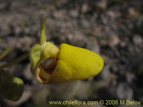 Bild von Calceolaria paralia (Capachito de las vegas / topa-topa). Klicken Sie, um den Ausschnitt zu vergrössern.