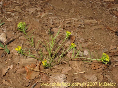 Quinchamalium dombeyi的照片