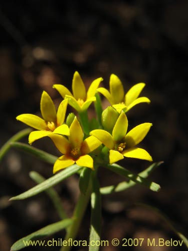 Bild von Quinchamalium dombeyi (). Klicken Sie, um den Ausschnitt zu vergrössern.