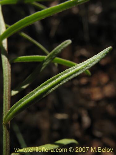 Quinchamalium dombeyi的照片