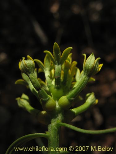 Imágen de Quinchamalium dombeyi (). Haga un clic para aumentar parte de imágen.