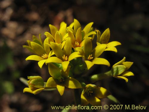 Quinchamalium dombeyiの写真