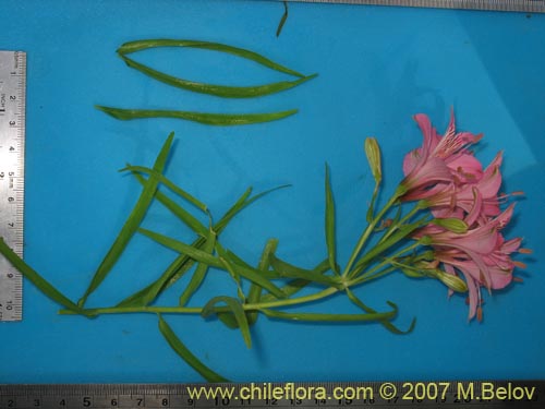 Image of Alstroemeria presliana ssp. presliana (Alstroemeria). Click to enlarge parts of image.