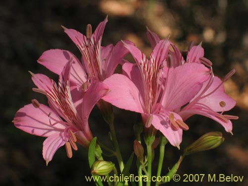 Imágen de Alstroemeria presliana ssp. presliana (Alstroemeria). Haga un clic para aumentar parte de imágen.