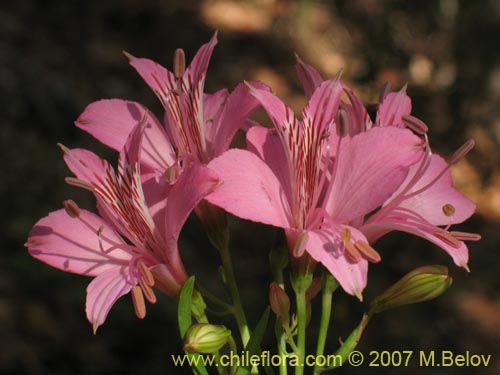 Фотография Alstroemeria presliana ssp. presliana (Alstroemeria). Щелкните, чтобы увеличить вырез.