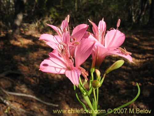 Image of Alstroemeria presliana ssp. presliana (Alstroemeria). Click to enlarge parts of image.