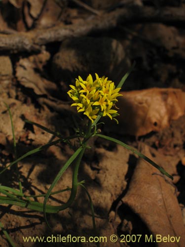 Quinchamalium dombeyi的照片