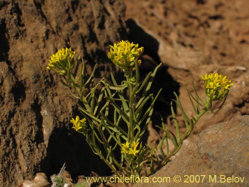 Фотография Quinchamalium dombeyi (). Щелкните, чтобы увеличить вырез.