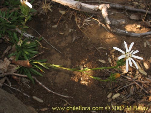 Perezia recurvataの写真