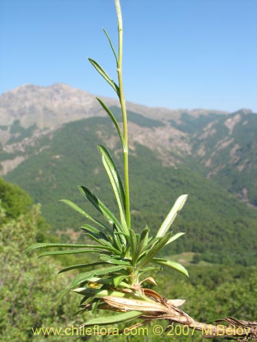 Image of Perezia recurvata (Perezia). Click to enlarge parts of image.