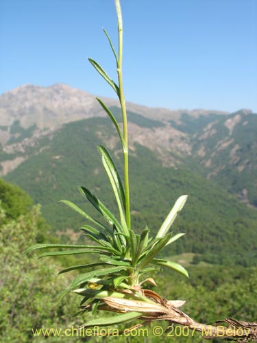 Фотография Perezia recurvata (Perezia). Щелкните, чтобы увеличить вырез.