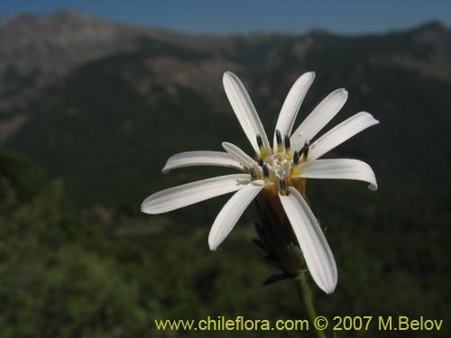 Image of Perezia recurvata (Perezia). Click to enlarge parts of image.