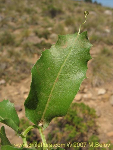 Image of Mutisia cana (Clavel del Campo). Click to enlarge parts of image.