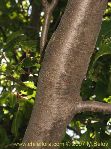 Imágen de Nothofagus macrocarpa (Roble de Santiago). Haga un clic para aumentar parte de imágen.