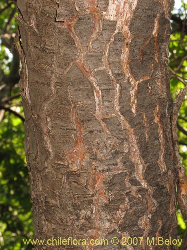 Bild von Nothofagus macrocarpa (Roble de Santiago). Klicken Sie, um den Ausschnitt zu vergrössern.