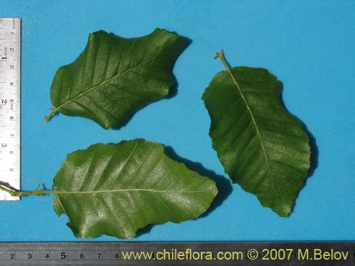 Imágen de Nothofagus macrocarpa (Roble de Santiago). Haga un clic para aumentar parte de imágen.