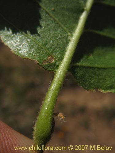 Bild von Nothofagus macrocarpa (Roble de Santiago). Klicken Sie, um den Ausschnitt zu vergrössern.