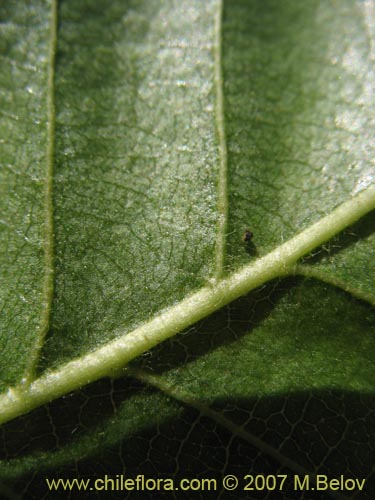 Nothofagus macrocarpa의 사진