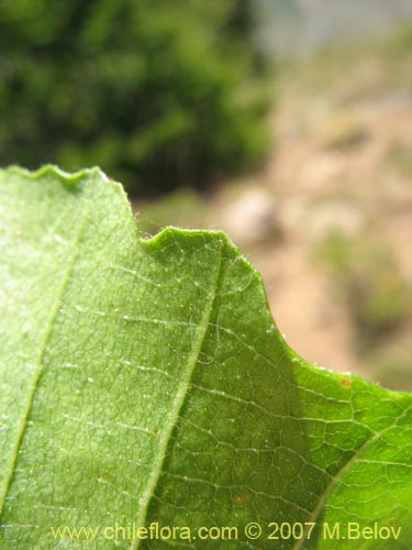 Nothofagus macrocarpaの写真