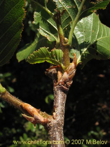 Nothofagus macrocarpa의 사진