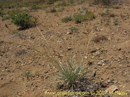 Image of Plantago grandiflora (). Click to enlarge parts of image.