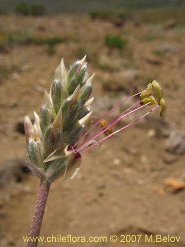 Image of Plantago grandiflora (). Click to enlarge parts of image.