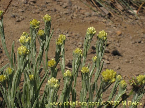 Bild von Gnaphalium viravira (viravira / hierba de la vida / hierba de la diuca). Klicken Sie, um den Ausschnitt zu vergrössern.