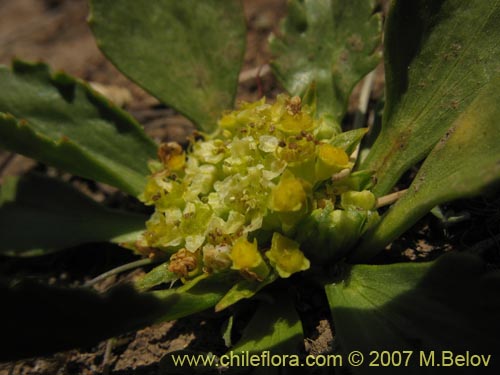 Imágen de Azorella trifoliolata (). Haga un clic para aumentar parte de imágen.