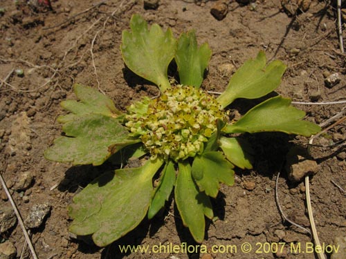 Azorella incisa的照片