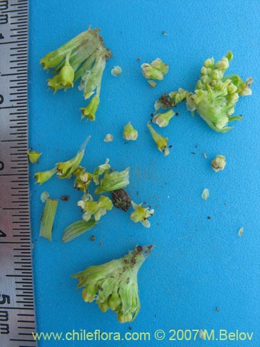 Image of Azorella incisa (). Click to enlarge parts of image.