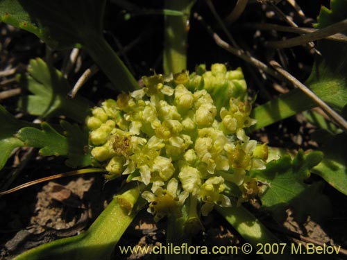 Azorella incisaの写真