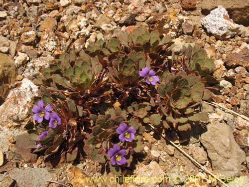 Image of Viola sp. #1551 (). Click to enlarge parts of image.