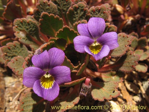 Image of Viola sp.   #1551 (). Click to enlarge parts of image.