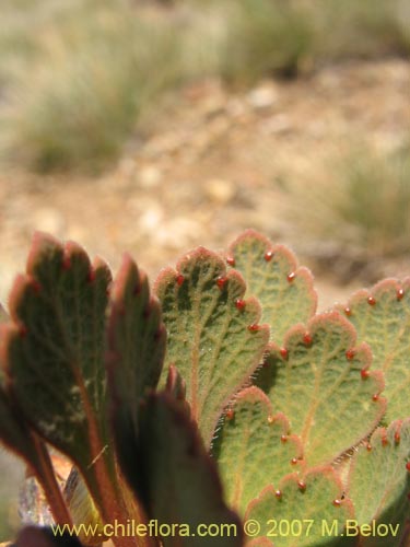 Image of Viola sp. #1551 (). Click to enlarge parts of image.