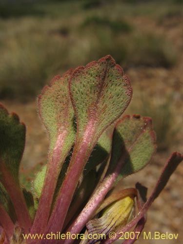 Image of Viola sp. #1551 (). Click to enlarge parts of image.