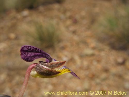 Image of Viola sp. #1551 (). Click to enlarge parts of image.