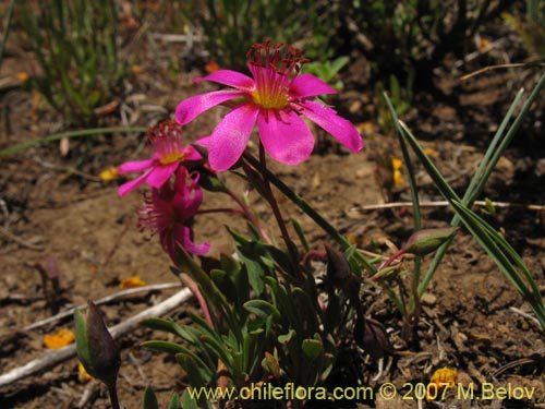 Imágen de Calandrinia sp. #1019 (). Haga un clic para aumentar parte de imágen.