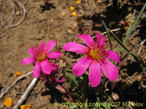 Calandrinia sp. #1019の写真