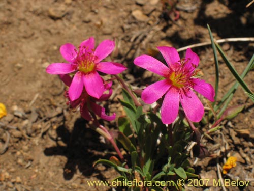 Calandrinia sp. #1019の写真