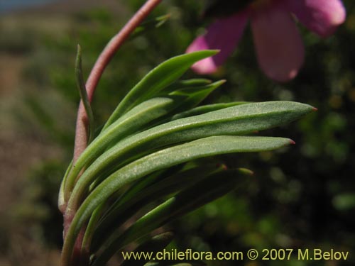 Imágen de Calandrinia sp. #1019 (). Haga un clic para aumentar parte de imágen.