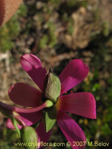 Imágen de Calandrinia sp. #1019 (). Haga un clic para aumentar parte de imágen.