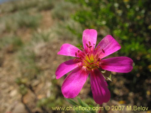 Imágen de Calandrinia sp. #1019 (). Haga un clic para aumentar parte de imágen.