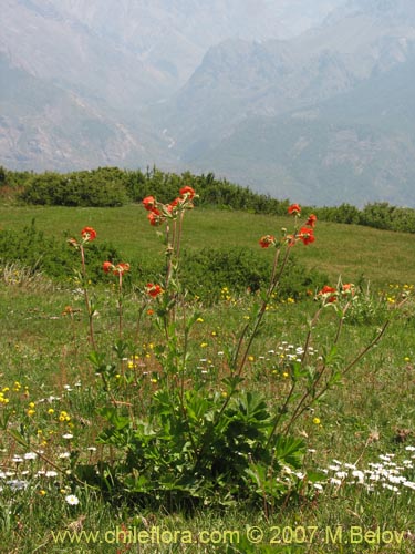 Bild von Geum magellanicum (Hierba del clavo). Klicken Sie, um den Ausschnitt zu vergrössern.