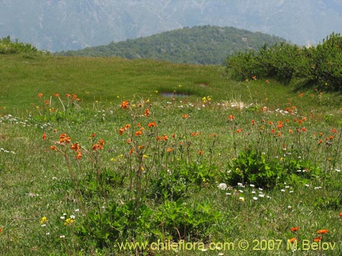 Imágen de Geum magellanicum (Hierba del clavo). Haga un clic para aumentar parte de imágen.