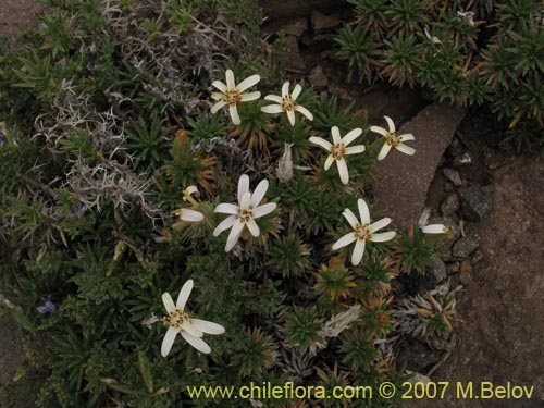 Фотография Perezia recurvata (Perezia). Щелкните, чтобы увеличить вырез.